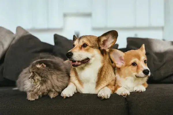 Подорожуємо з улюбленцями за кордон: які документи потрібні?